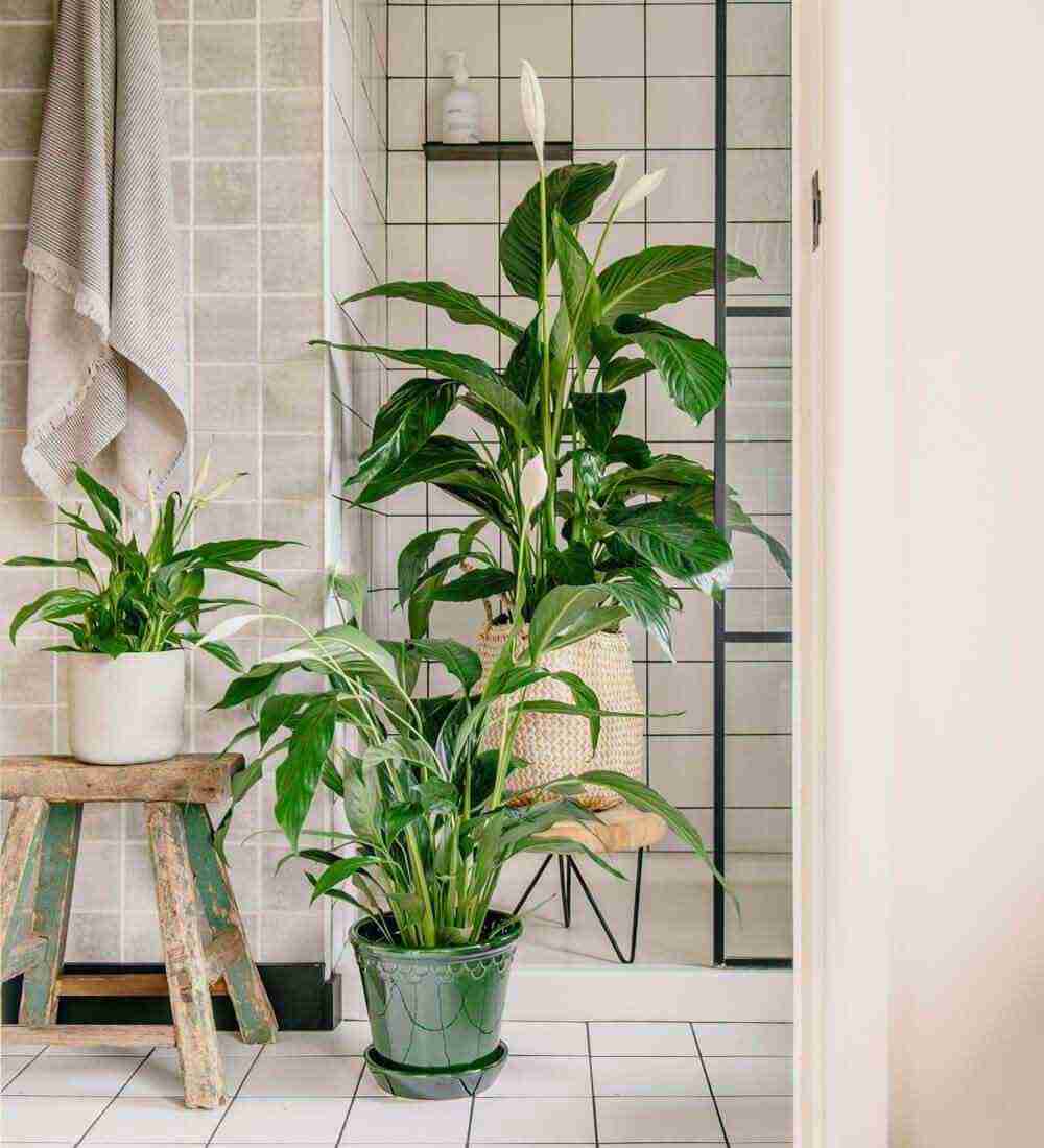 15 Humidity-Loving Houseplants for Your Bathroom