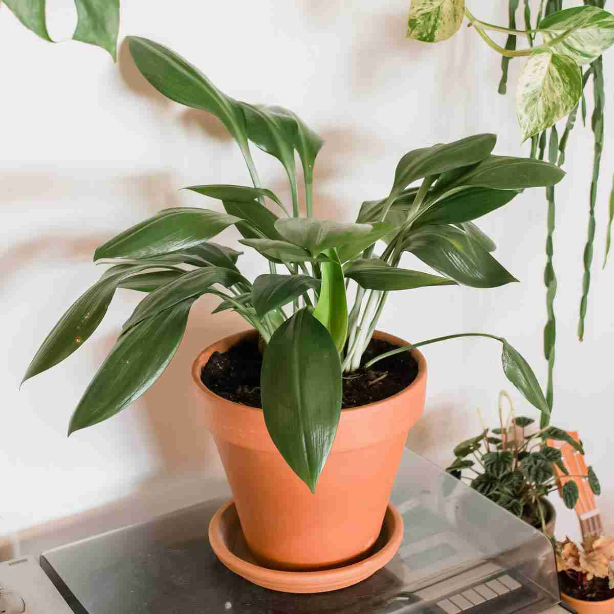 15 Humidity-Loving Houseplants for Your Bathroom