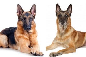 Malinois Dog vs German Shepherd 2021