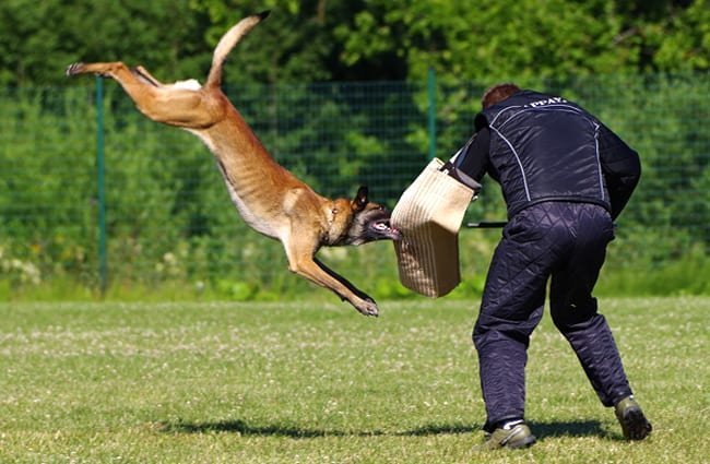 Malinois Dog vs German Shepherd 2021
