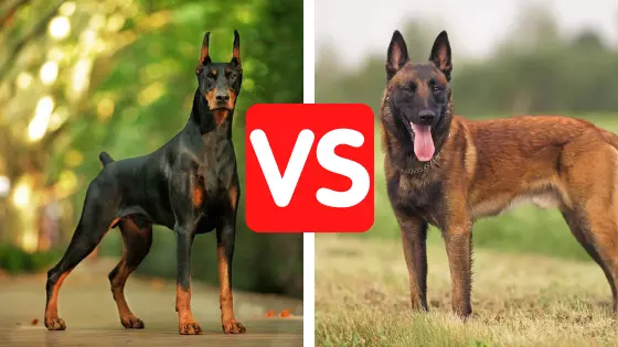 Malinois Dog vs Doberman 2022