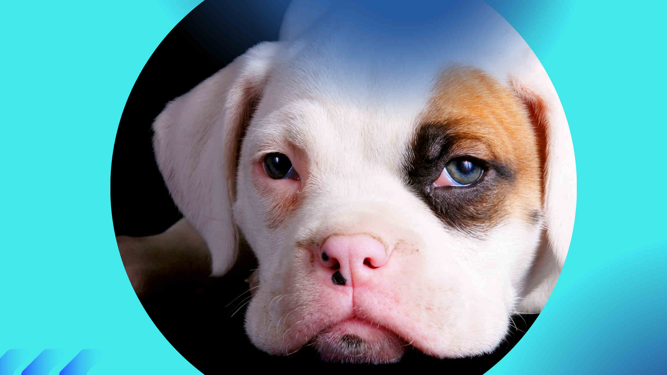 Blue eyed boxer puppies